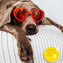 Chocolate dog wearing red heart-shaped glasses, resting on a striped pillow with a yellow