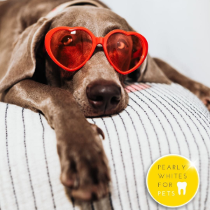 Chocolate dog wearing red heart-shaped glasses, resting on a striped pillow with a yellow