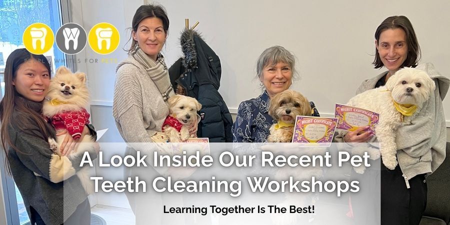 Four people hold small dogs in a pet dental workshop banner with smiling photos and yellow tooth icons