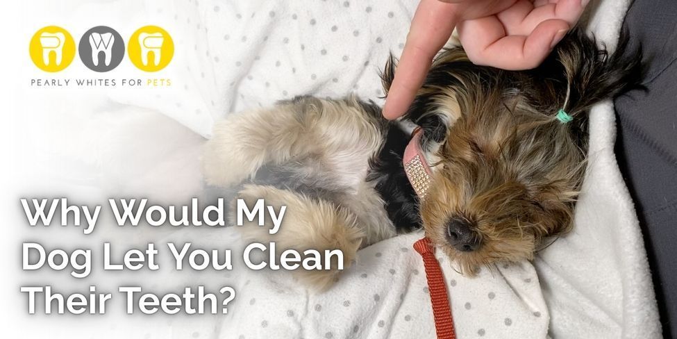Small dog being petted on a blanket with text: