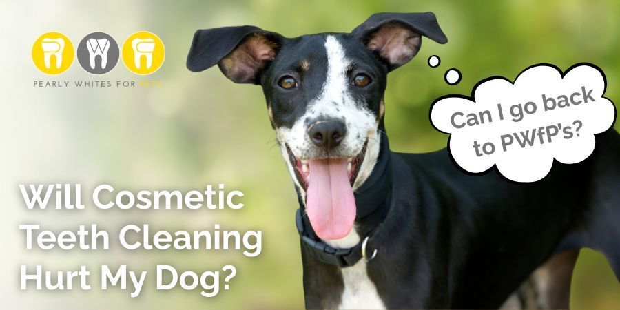 Black-and-white dog with tongue out asks, “Can I go back to PWPs?” beside text: “Will Cosmetic Teeth Cleaning Hurt My Dog?”