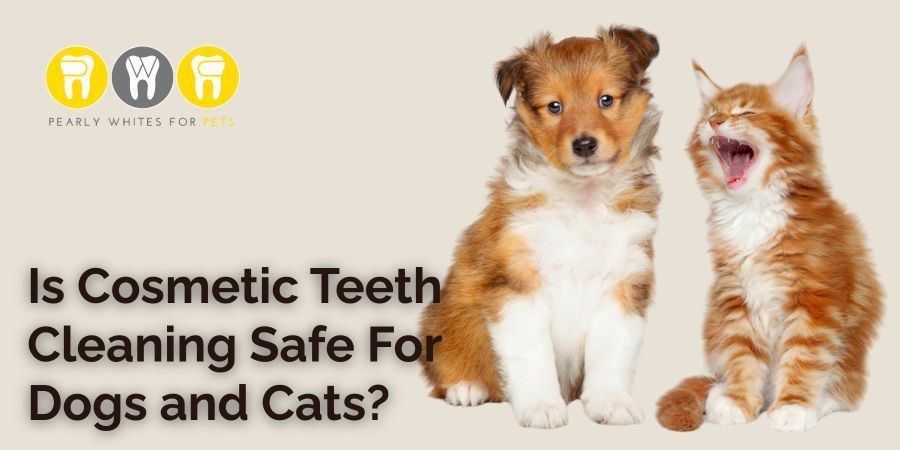 Two small dogs on a beige background with text asking, “Is cosmetic teeth cleaning safe for dogs and cats?”