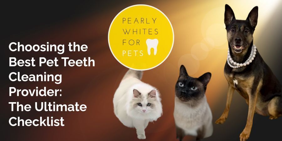 Three cats and a dog beside text: “Choosing the Best Pet Teeth Cleaning Provider: The Ultimate Checklist”