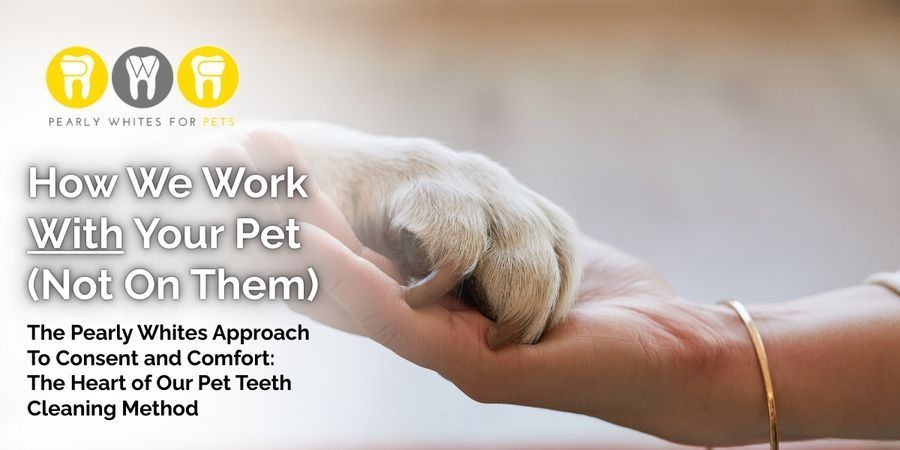 Hand holding a dog paw beside text about pet teeth cleaning methods