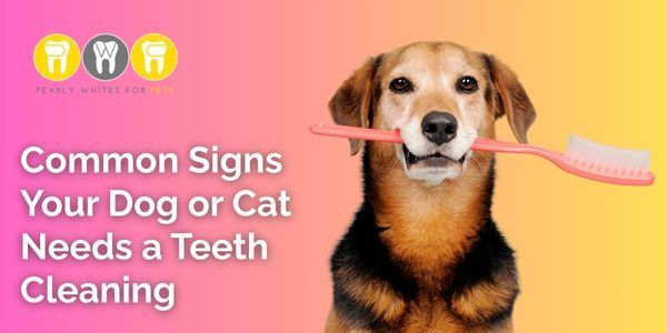 Dog with toothbrush beside text about signs a pet needs a teeth cleaning