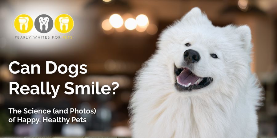 White fluffy dog smiling beside text, “Can Dogs Really Smile?” on a warm blurred background.