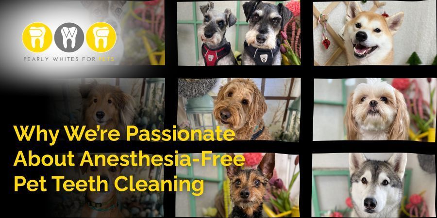 Promotional banner with dogs and text: “Why We’re Passionate About Anesthesia-Free Pet Teeth Cleaning”