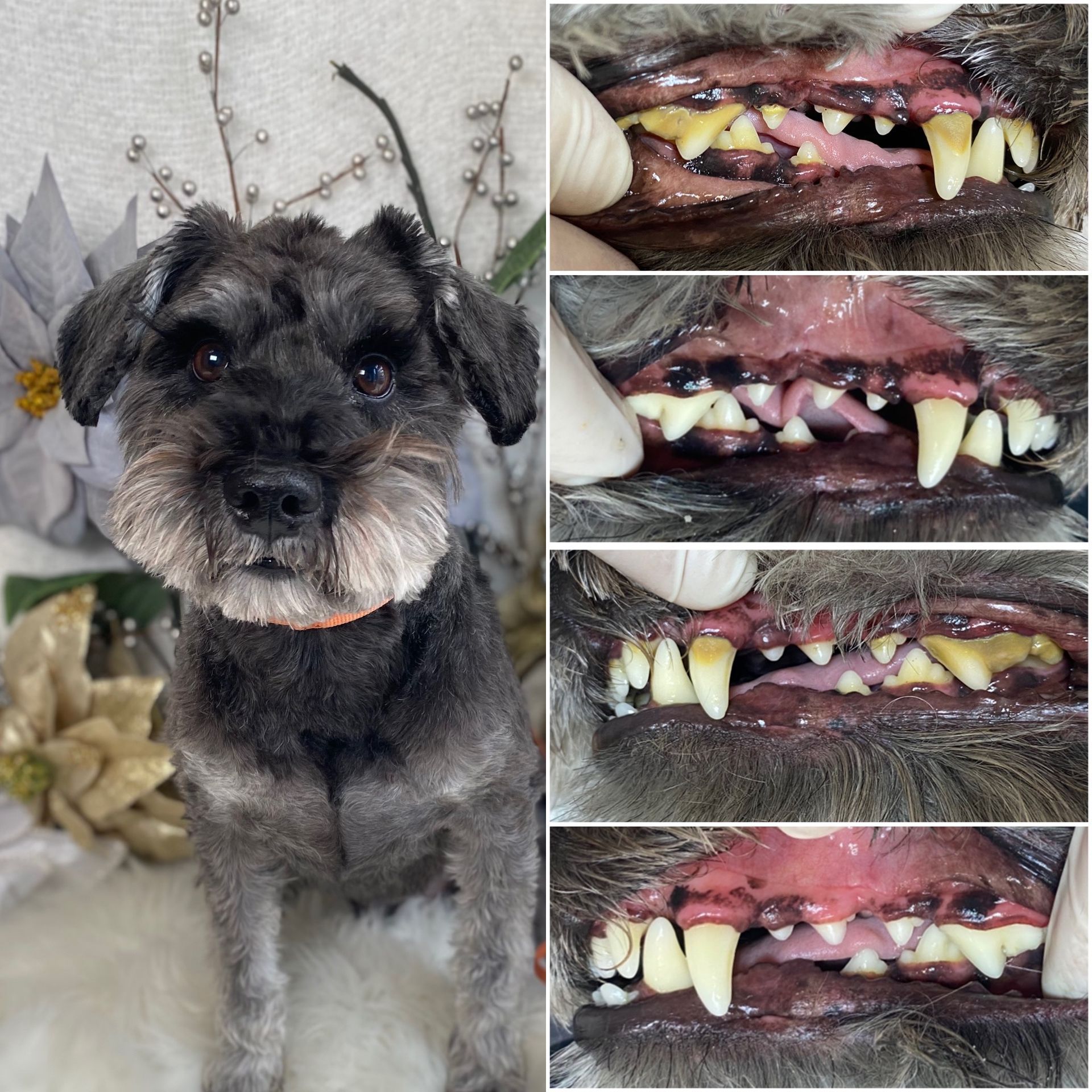 Black dog portrait beside close-up photos of severe yellow tartar and gum disease on teeth