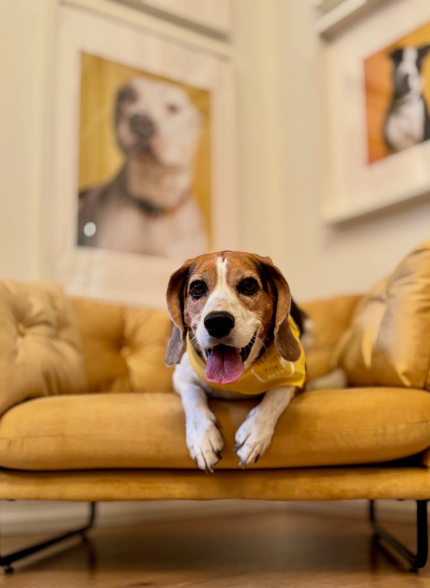 Beagle in a yellow sweater lying on a tan couch in a cozy living room