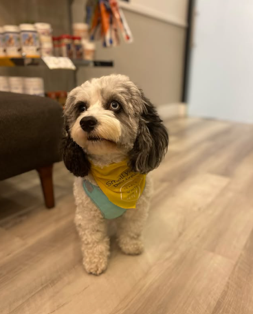 Small fluffy dog in a yellow bandana and blue shirt standing indoors on a wood floor.