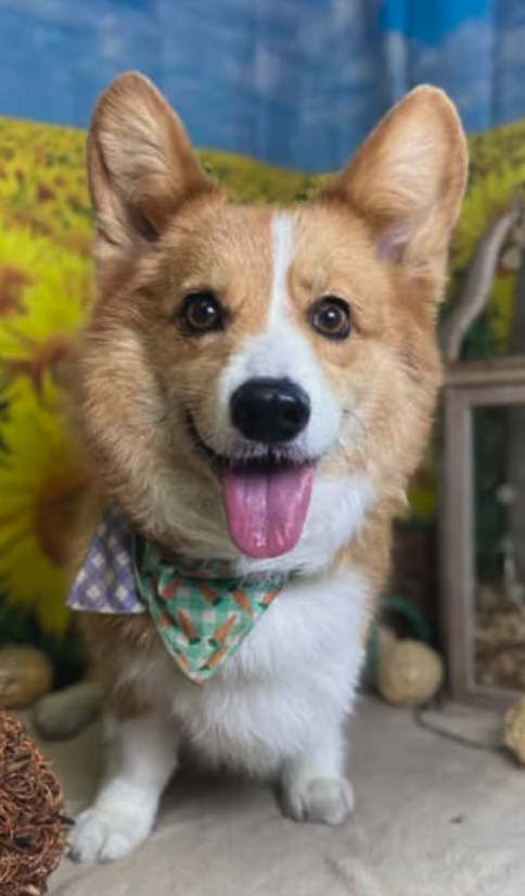 Corgi with a green bandana, tongue out, standing outdoors in front of a blue background.