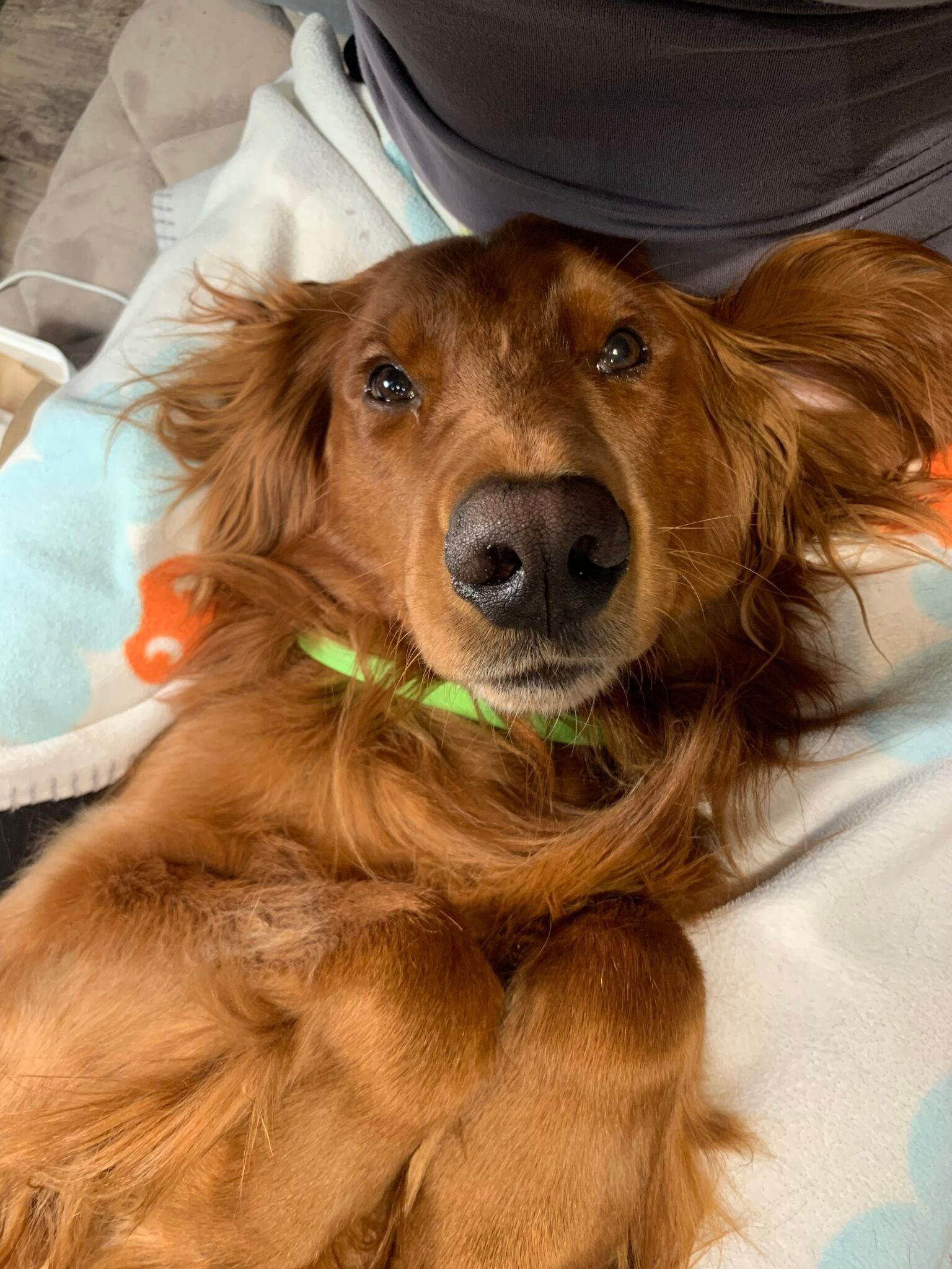 Brown dog lying on a blanket, looking at the camera with ears spread out.