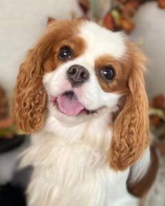 Small brown-and-white Cavalier King Charles Spaniel with floppy ears, tilting head and tongue out