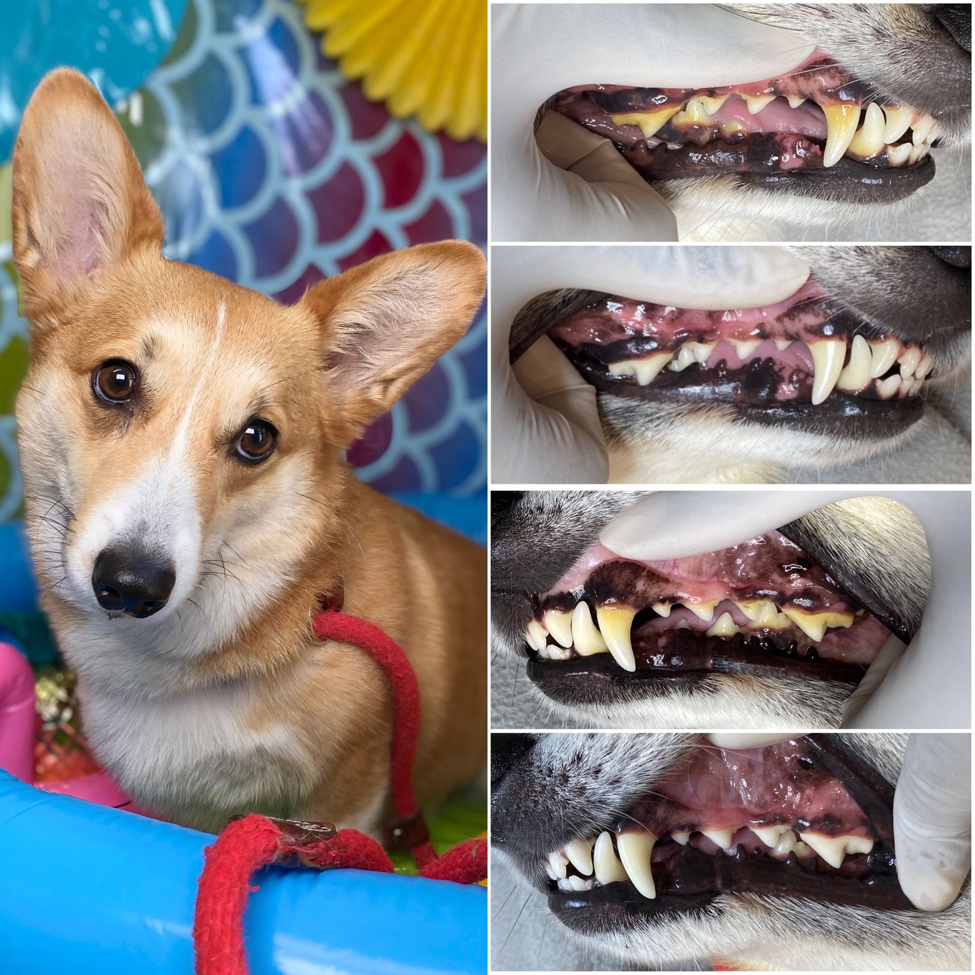 Corgi sitting in a pool beside close-ups of a dog’s swollen, bloody teeth and gums