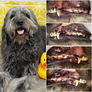 Black shaggy dog beside close-up photos of its severely damaged, discolored teeth and gums