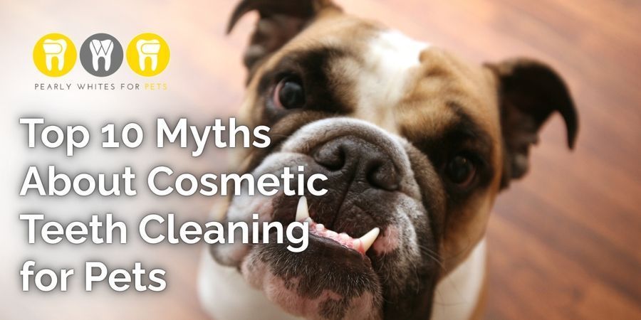 Dog with toothpaste graphic and text: “Top 10 Myths About Cosmetic Teeth Cleaning for Pets”