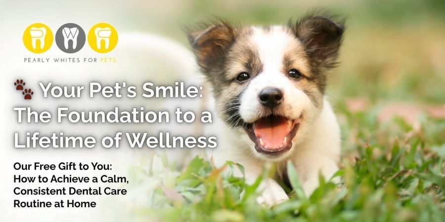 Happy tan-and-white dog in grass beside text: “Your Pet’s Smile: The Foundation to a Lifetime of Wellness.”