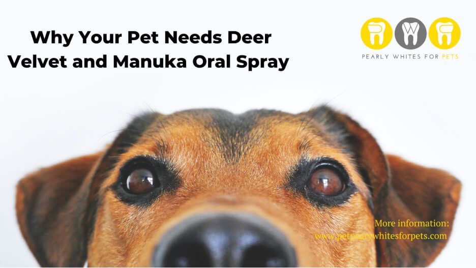 Close-up dog face with text: 