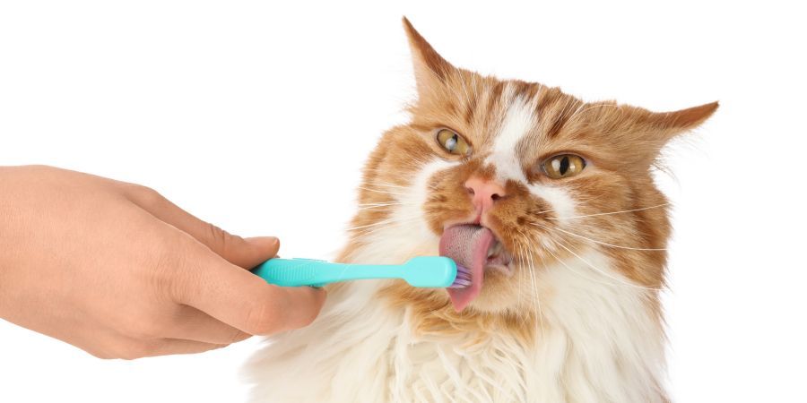 Hand brushing a ginger-and-white cat’s teeth with a turquoise toothbrush