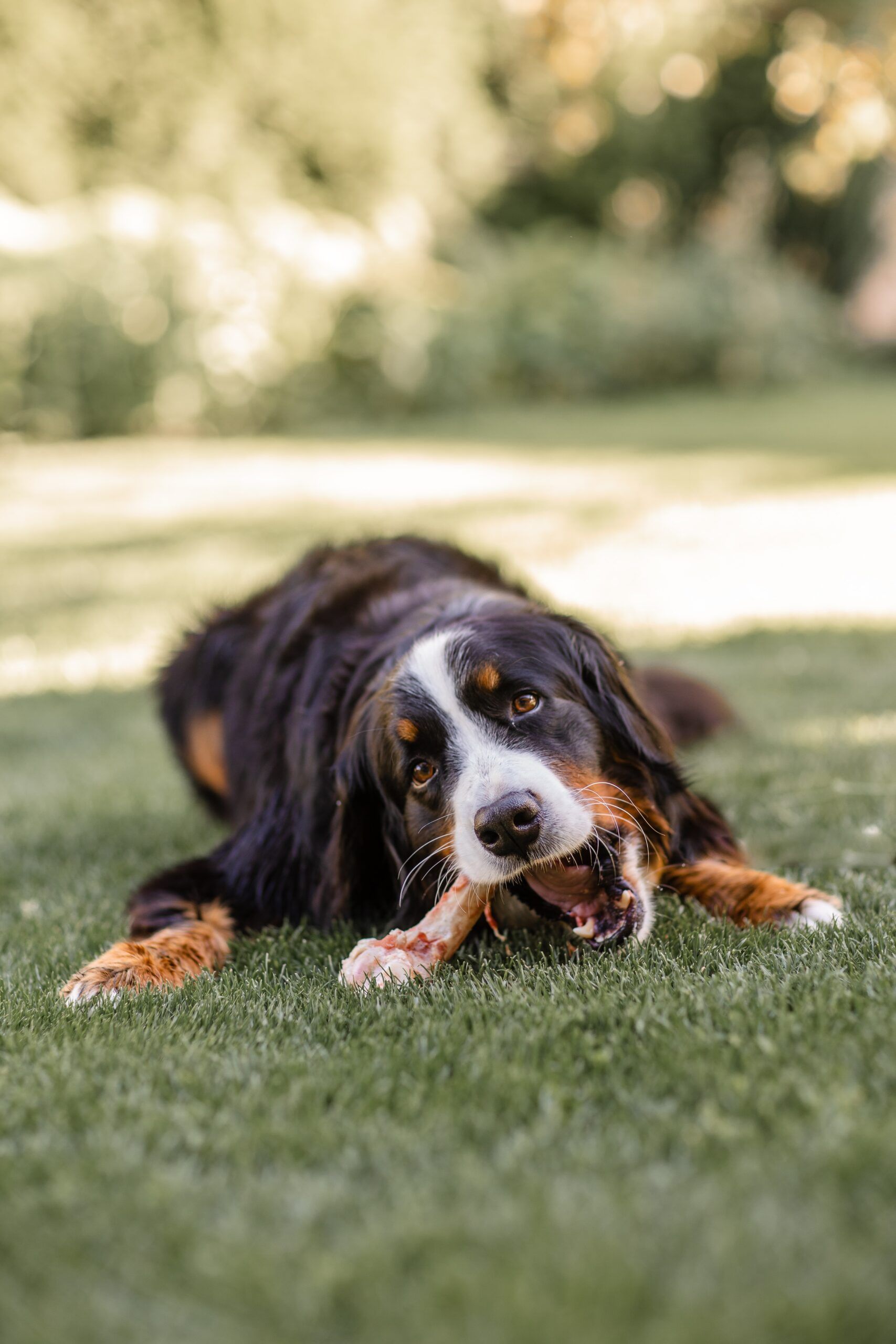 Black, white, and tan dog lying on grass with a stick in its mouth, outdoors in sunlight