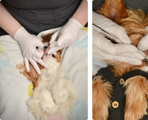 Gloved hands holding a small dog’s face while examining its eye and ear close-up.