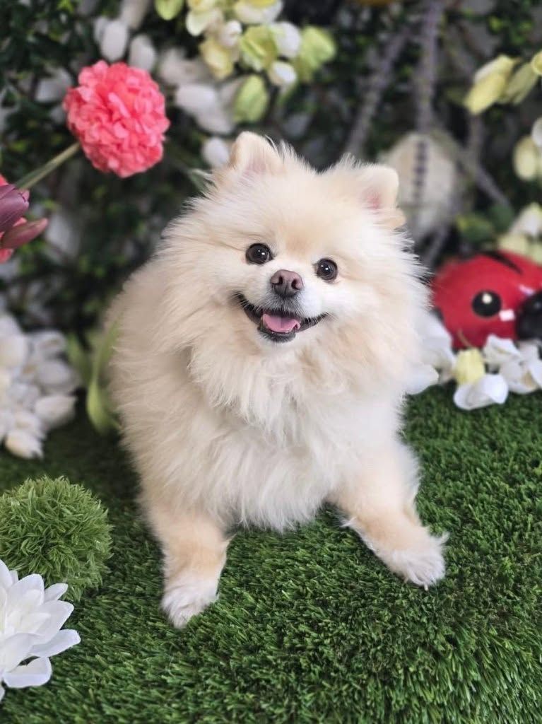 Small white dog sitting on a mustard sofa in a pet salon, with a leash draped across the seat.