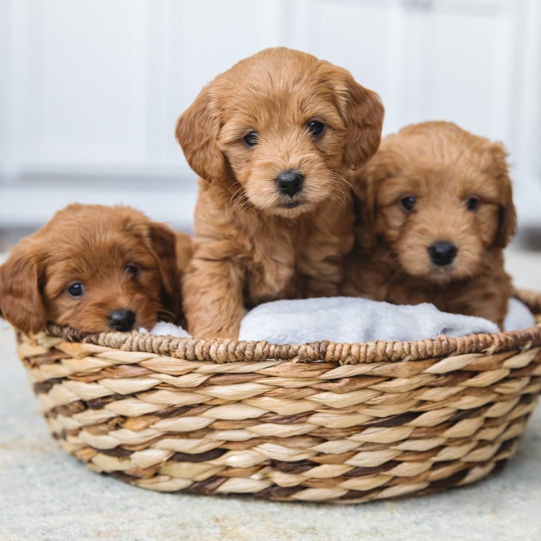 Three golden-brown puppies sitting in a woven basket on a soft blanket