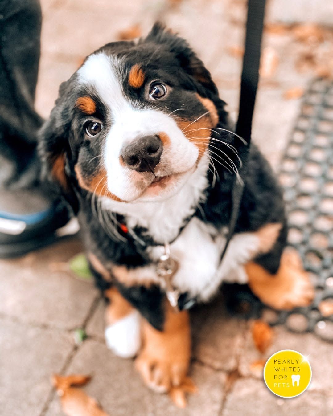 A tricolor puppy looks up on a leash beside a person’s shoe on a brick sidewalk.