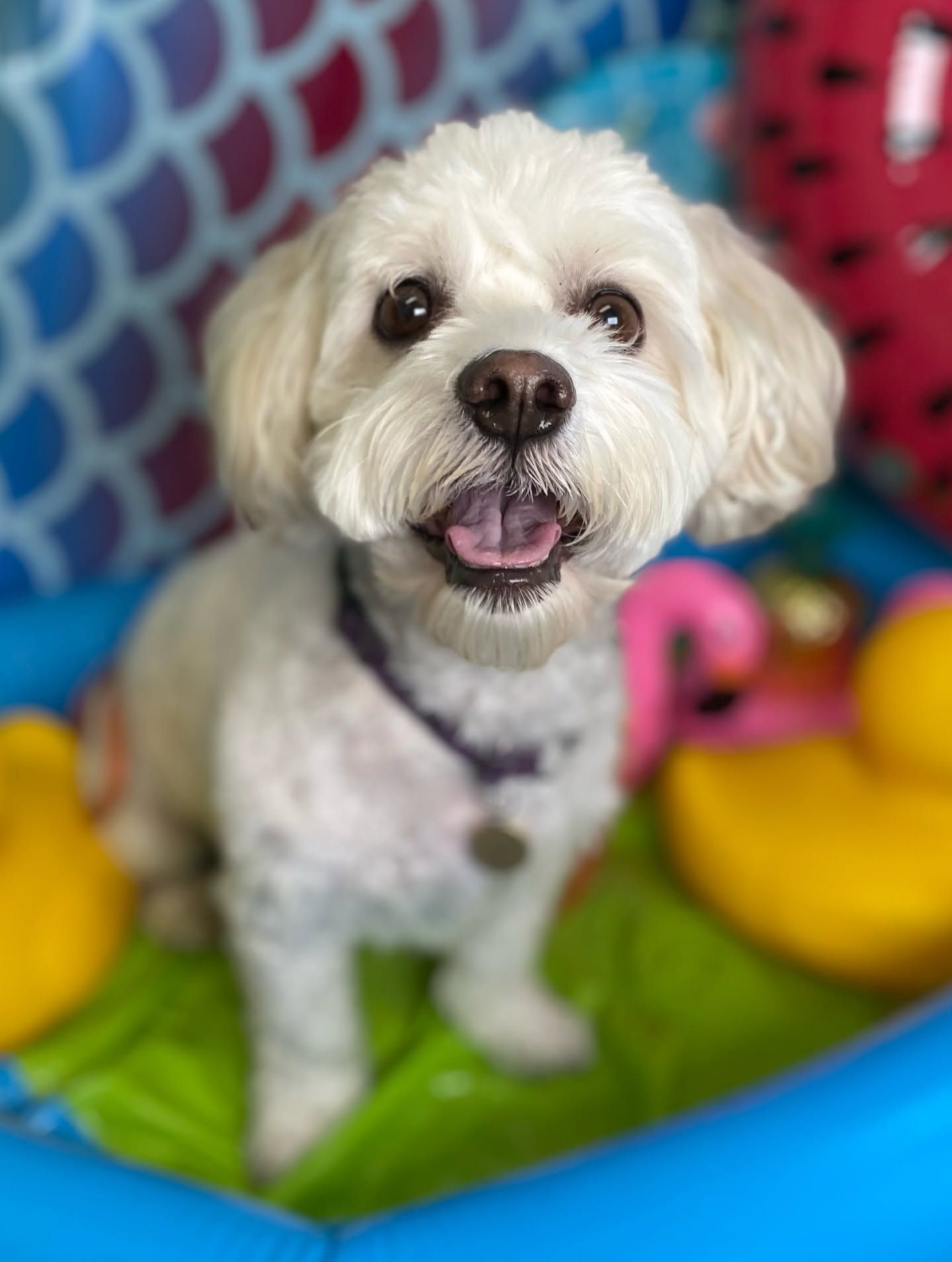 Small white fluffy dog sitting in a colorful play area, looking at the camera with mouth open