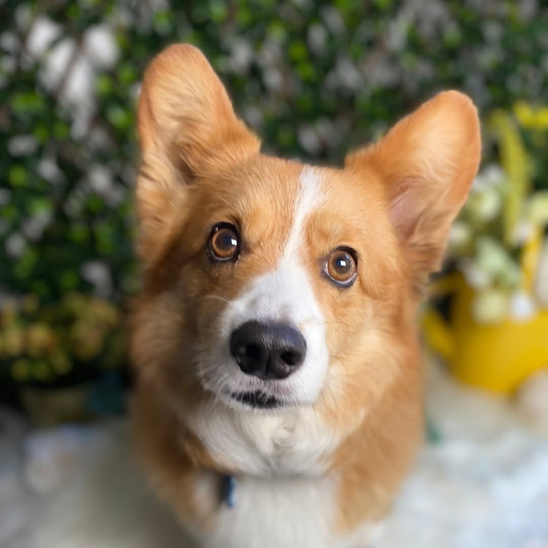 Brown-and-white corgi looking at the camera with ears perked, indoors against a blurred floral background