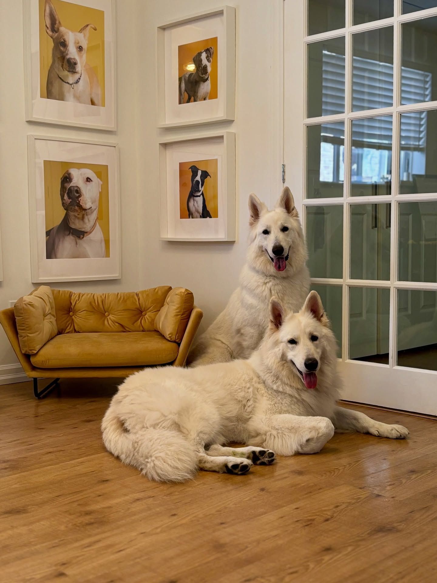 Two white dogs in a bright living room, one lying on the floor and one sitting behind it near framed dog portraits.