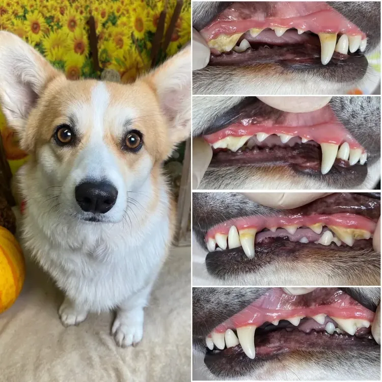 Corgi portrait beside close-ups of its teeth and gums, showing dental tartar and discoloration
