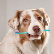 Brown-and-white dog holding a turquoise toothbrush in its mouth