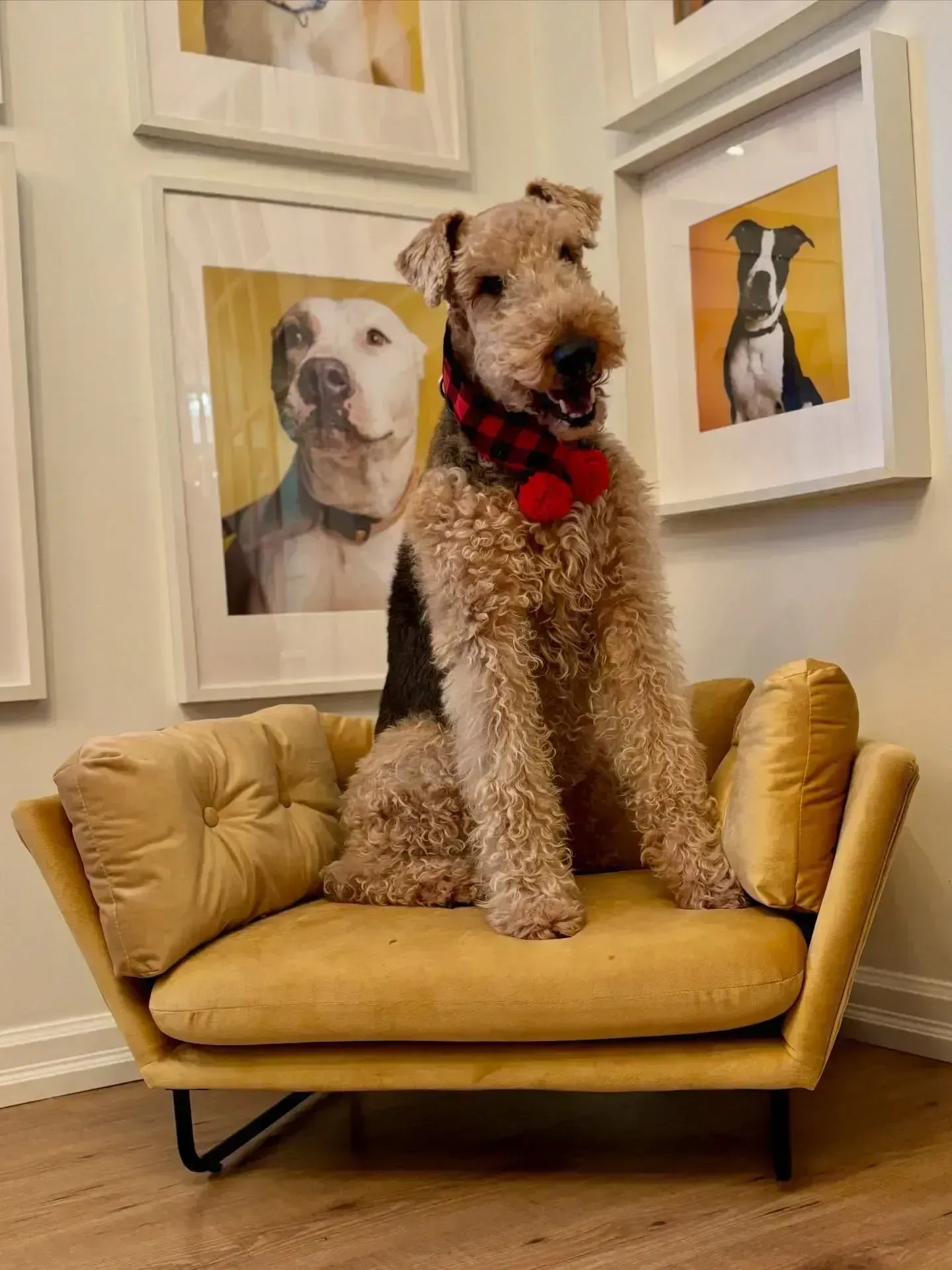 Curly-haired dog with a red bow sitting on a mustard-yellow chair in an art-filled room
