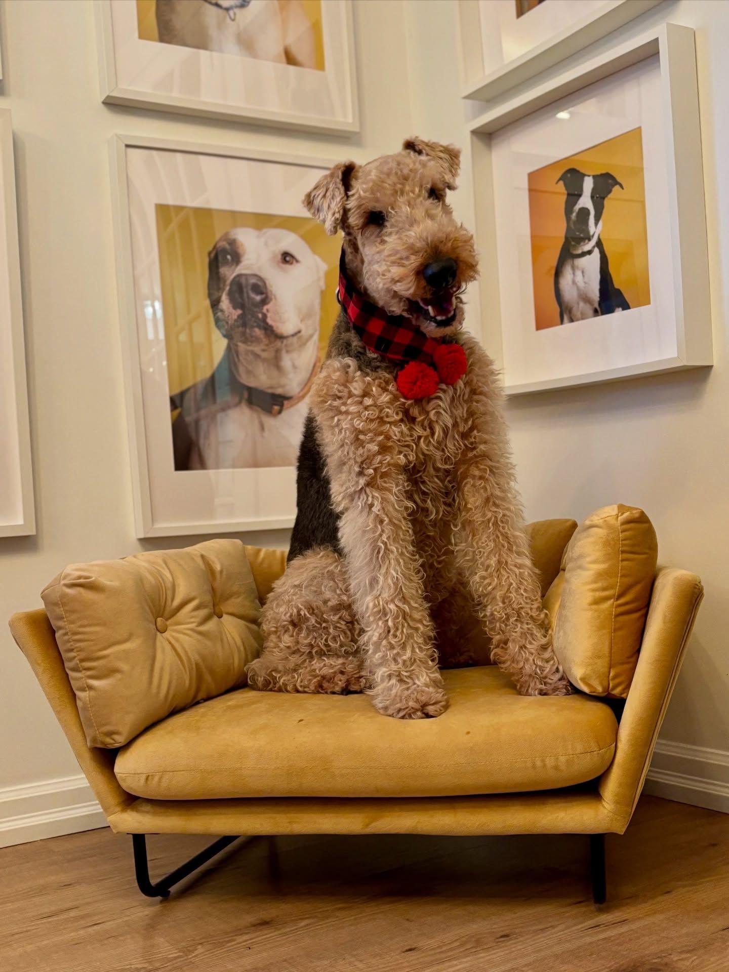 Curly-haired dog with a red bow sitting on a mustard-yellow chair in an art-filled room