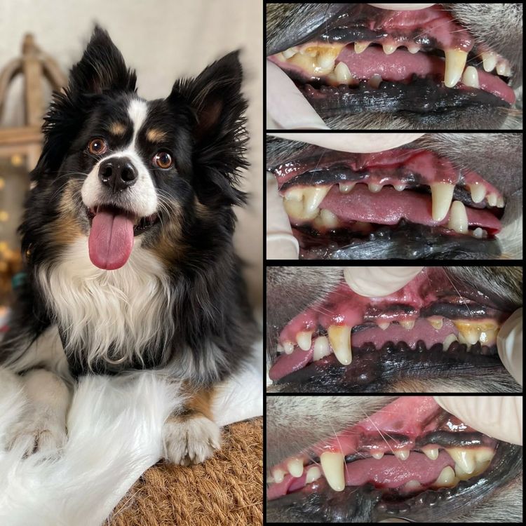 Black-and-white dog beside close-up photos of its teeth and gums showing dental issues