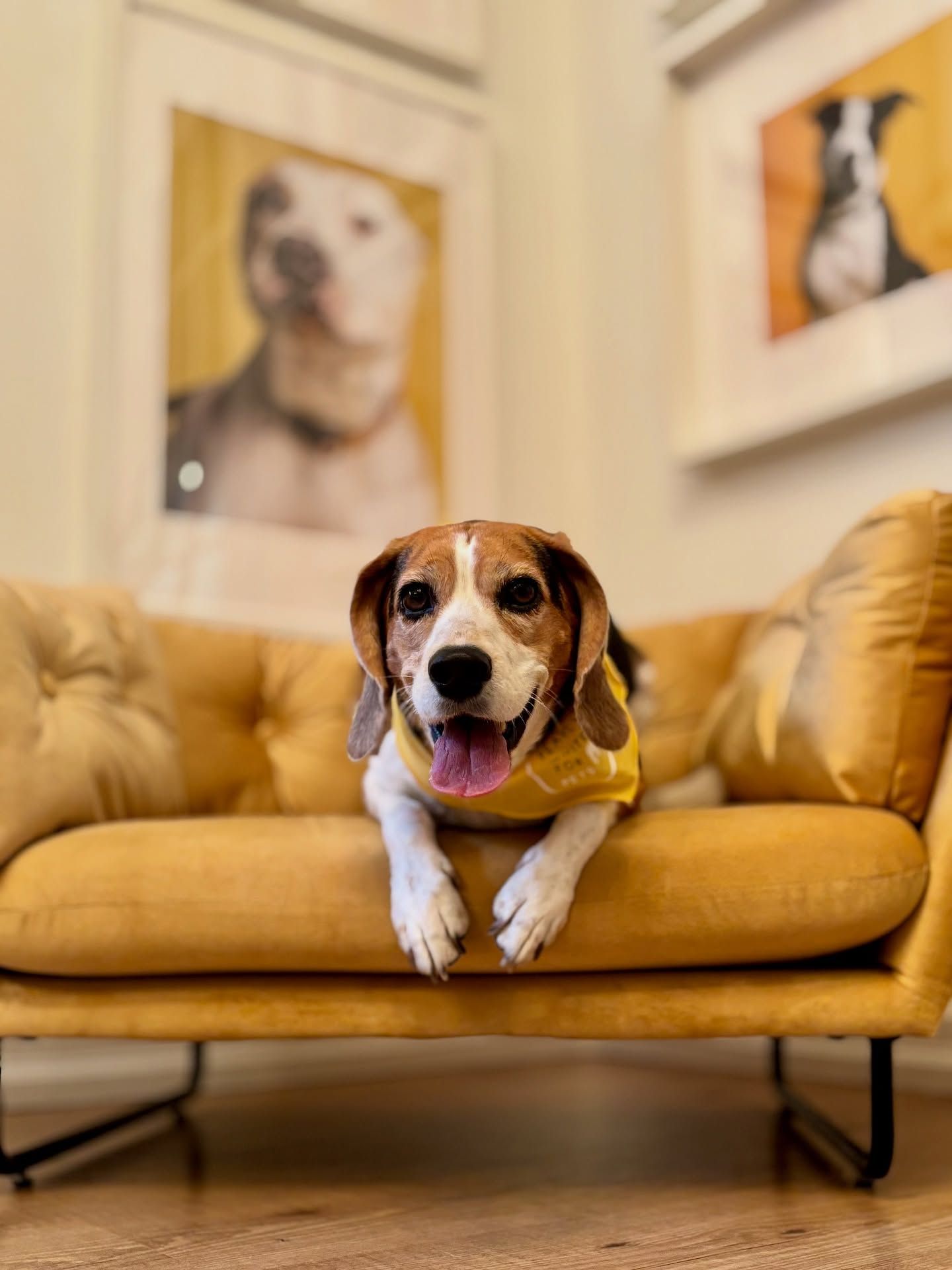 Beagle lying on a tan couch in a cozy living room with blurred dog portraits on the wall