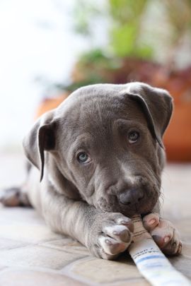 Gray puppy lying on tiles, chewing a stick, with a blurred plant in the background