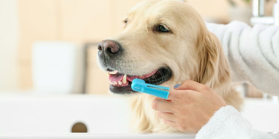 Golden retriever getting its teeth brushed with a blue toothbrush by a person indoors