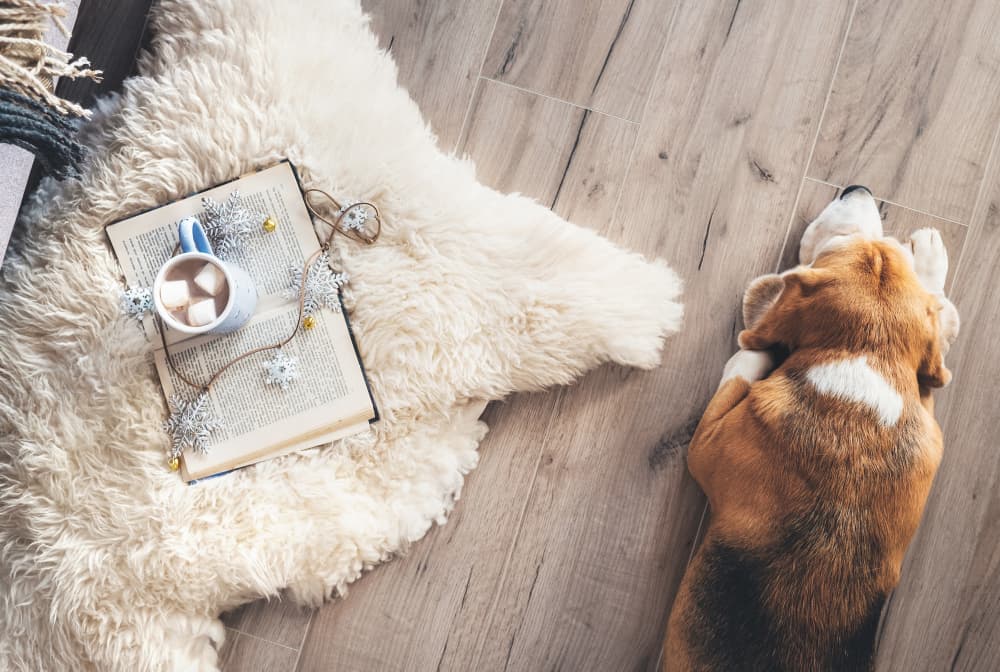 Book And Mug On The Carpet - Carpet in South Burnett, QLD