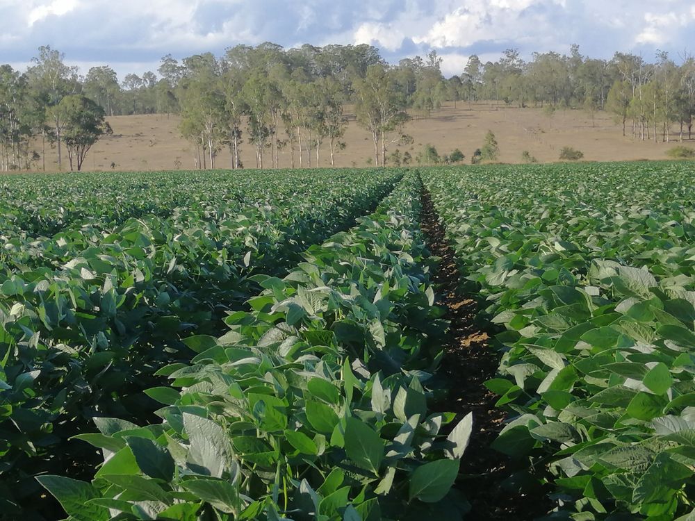 Soya Beans Growing in Nanango - Flooring in Kingaroy, QLD