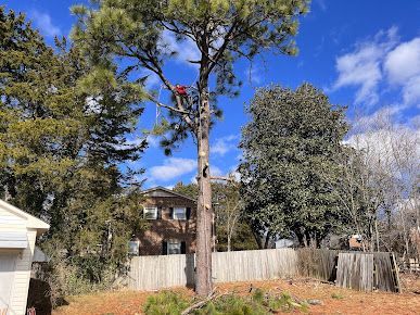 tree services 10