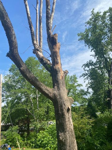 tree services 11