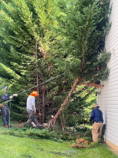 tree services 14