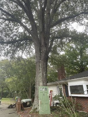 tree services 16