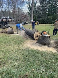 tree services 17