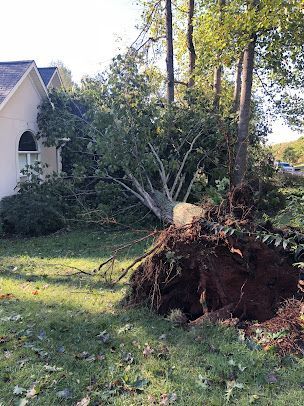 tree services 1