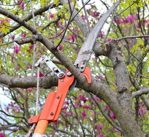 Cutting and Trimming Trees