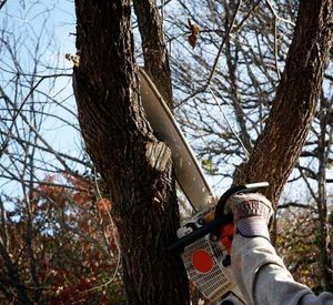 Trimming tree