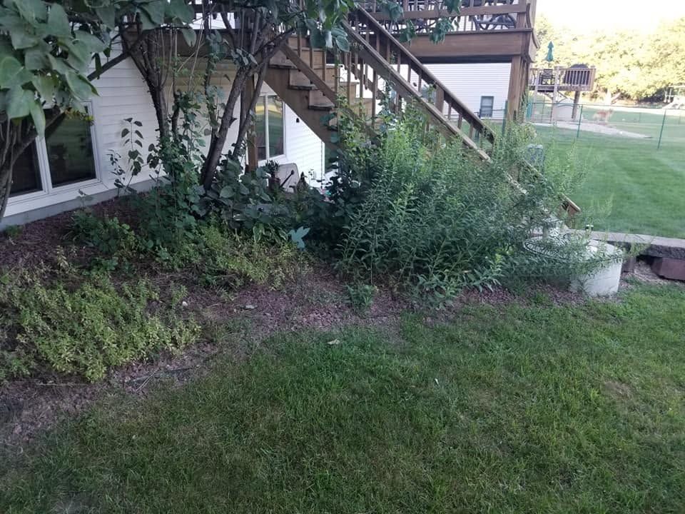 Overgrown backyard with stairs, shrubs, and a grassy lawn beside a house